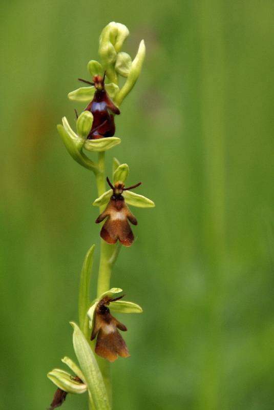 Unser Orchideenpark Bild Nr.096